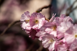Körsbärsblommor i rosa och vitt
